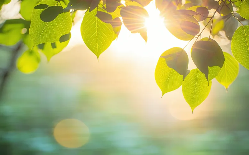 Abstract calming scene of sunlight through trees with warm teal tones, representing emotional balance